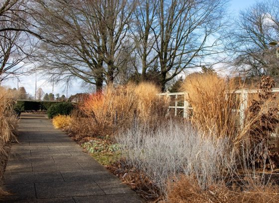A winter landscape at Longwood Gardens featuring tall grasses and bare trees. 