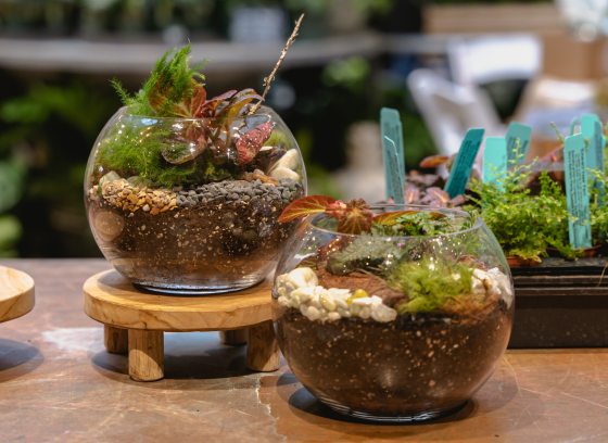 Two fishbowl shaped open top terrariums filled with small plants.