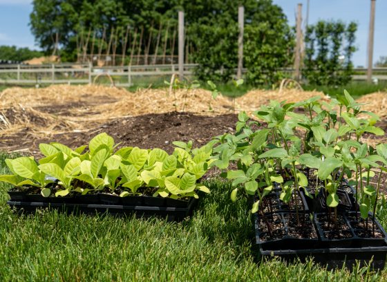Two trays of seedlings waiting to be planted in garden beds.