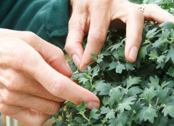 A persons hands pinching the stem of a chrysanthemum plant.