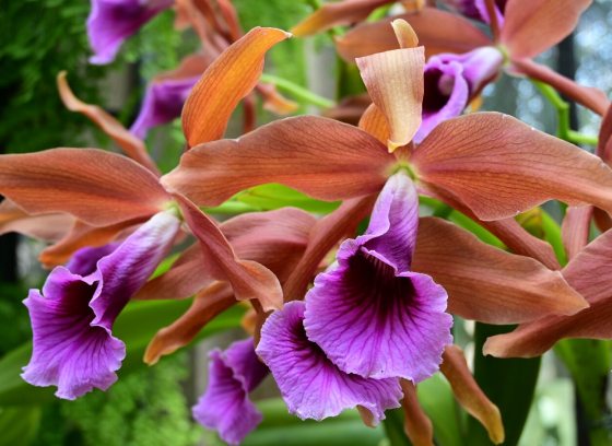 A cluster of purple and brown orchids. 