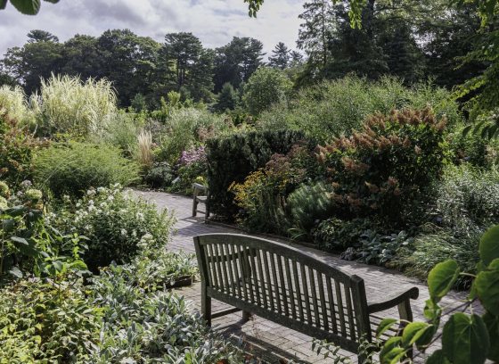 An outdoor garden feature a wood bench and tall grasses in the bright sunshine.