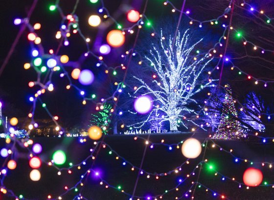 One large deciduous tree and other background trees are lit with Christmas lights, as viewed through closeup strands of colored Christmas lights in the foreground.