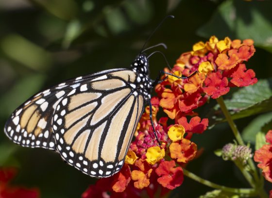 A monarch butterfly resting on a yellow and orange flower.