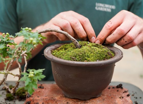 A person's hands working on potting a bonsai in a brown terra cotta pot.