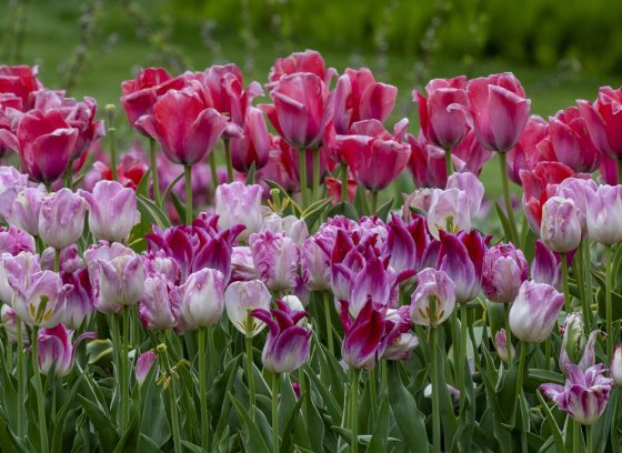 Dozens of pink and purple tulips growing in an outdoor garden.
