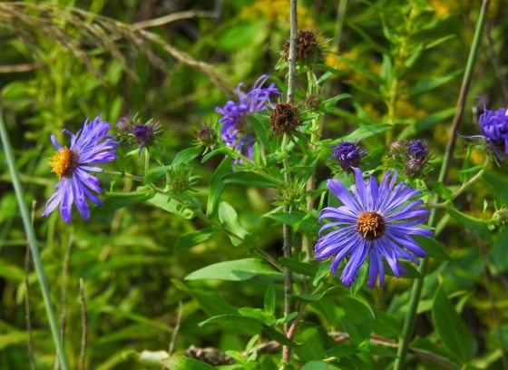 Purple wildflowers blooming in a meadow garden.