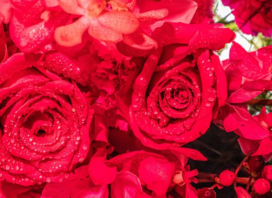 Closeup of bright red rose-like flowers in various stages of bloom.