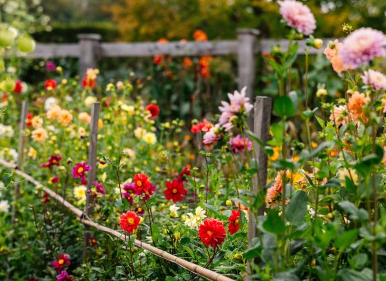 A bed of dahlias in a variety of colors, types, and heights.