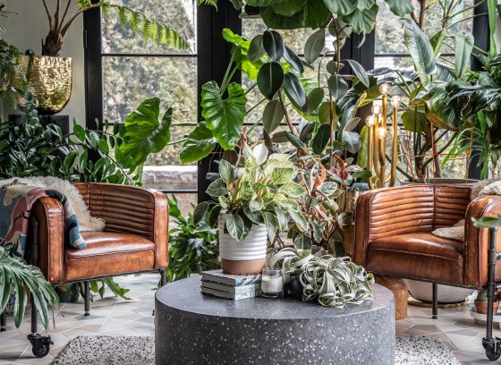 An indoor room with two tan leather chairs surround by plants of all varieties and heights.