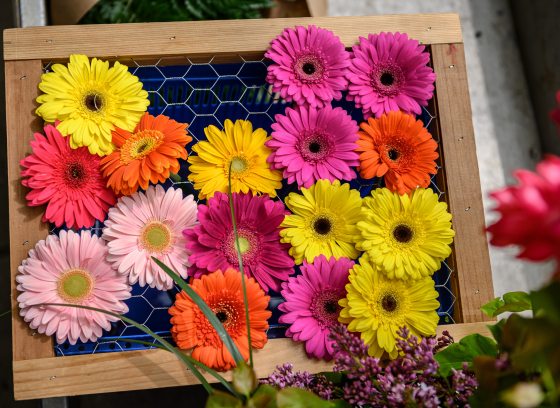 Gerber daisies in a variety of colors laid out on a framed wire tray.