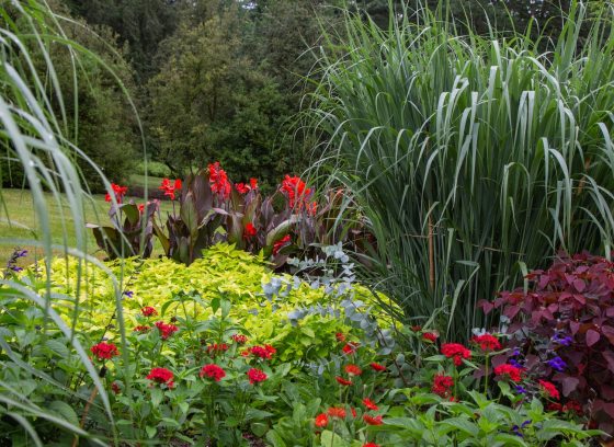 A lush summer garden bed with tall grasses, red canna, and a variety of other flowers in bloom.