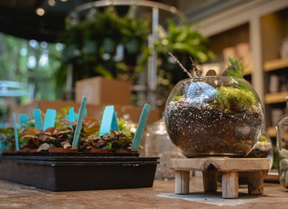 A small round terrarium on a wooden pedestal with a container of seedlings next to it. 