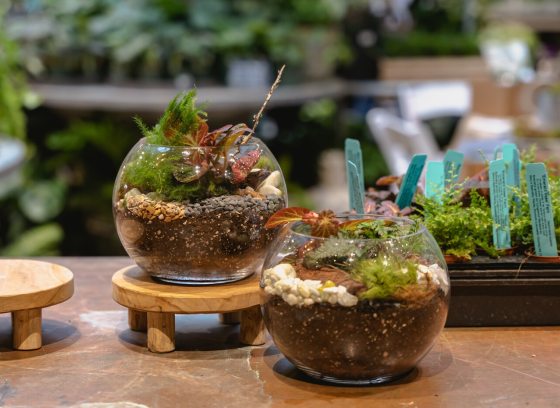 Two round terrariums on display in The Garden Shop.