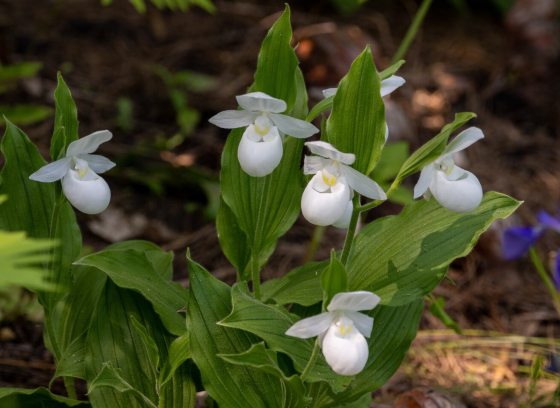 White orchids growing outdoors.