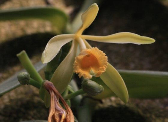 A close up of a vanilla orchid, with light shades of yellow and orange on its petals.