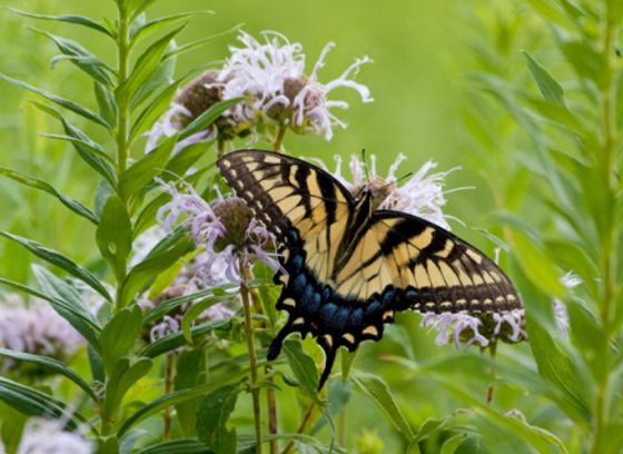 A yellow and black butterfly resting on wildflowers in a meadow.
