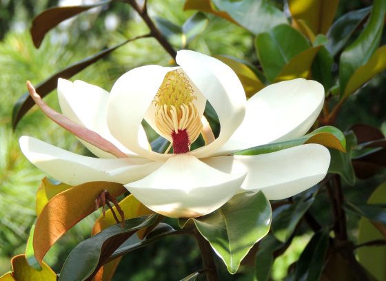 close up view of pure white petals of a single southern magnolia bloom surrounded by glossy green and copper leaves