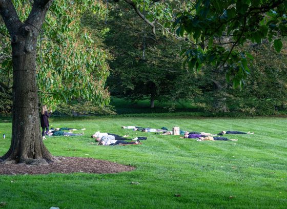 A group of people laying on a green patch of grass, performing yoga.