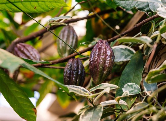 Cacao pods growing in a tree.