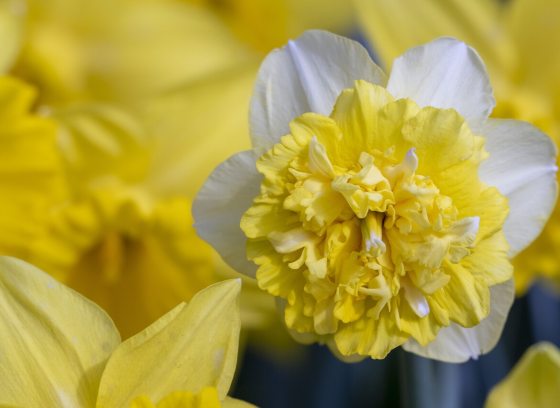 Close up image of a bunch of yellow daffodils.