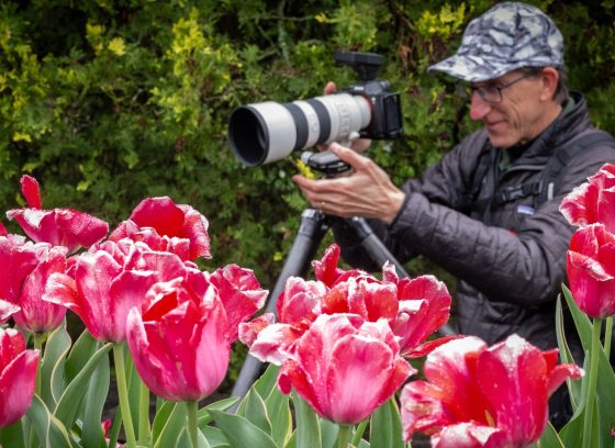 A person behind a camera, kneeling down next to a flower bed filled with pink tulips.