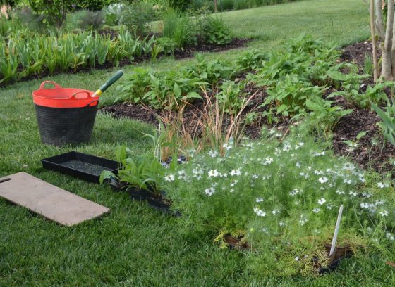 An outdoor garden bed with a large bucket and gardening tools laying on the grass beside the bed.