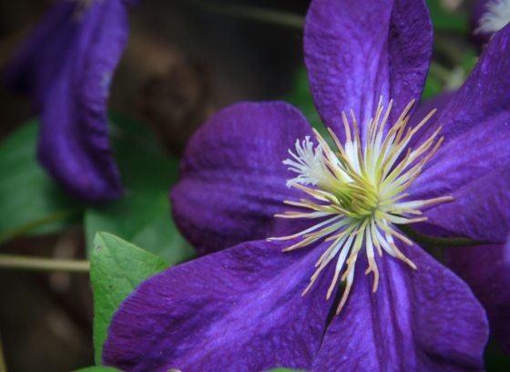 A brilliant deep purple flower, with white on the inside, in bloom. 