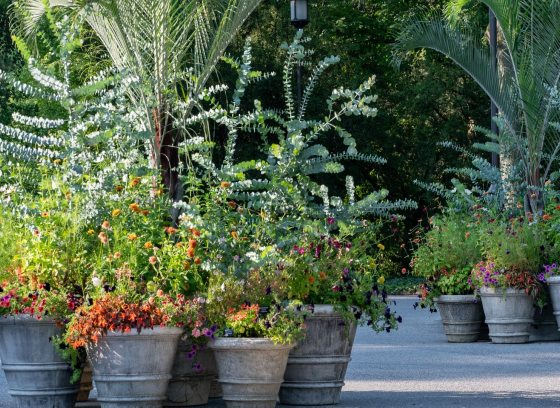 Large plant containers, with summertime plants, arranged together in an outdoor courtyard.