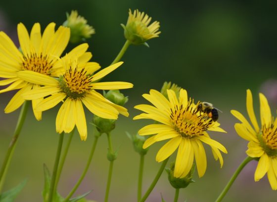 Bright yellow flowers blooming in a garden with a bee in the center of one flower.