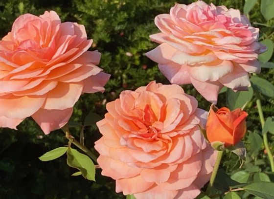 Three peach colored roses blooming on a rose bush outdoors. 