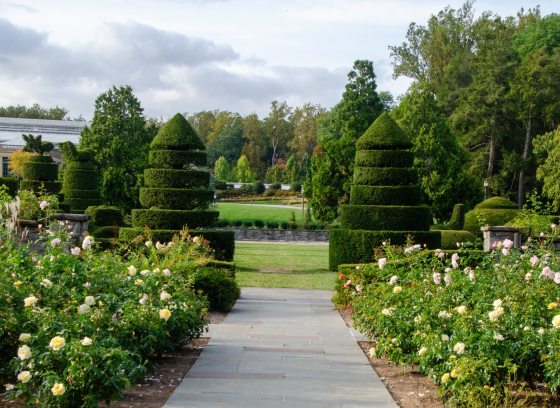 A vista of a garden, featuring a rose garden in bloom, with a pathway leading to tall topiary trees.