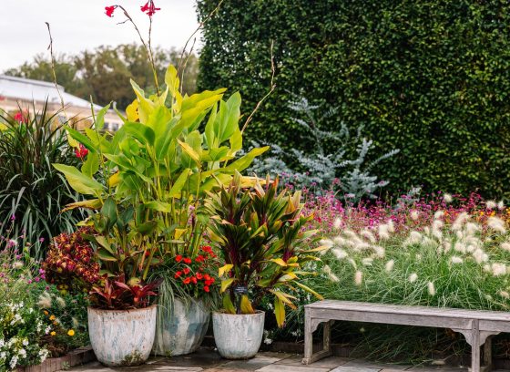 An outdoor luch garden in summertime, with vibrant blooms and a wooden bench. 
