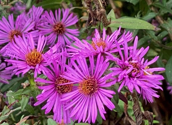 Purple flowers blooming in a meadow.