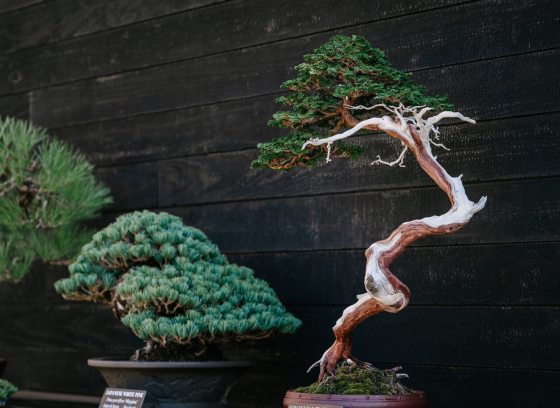 Three bonsai on display against a black backdrop.