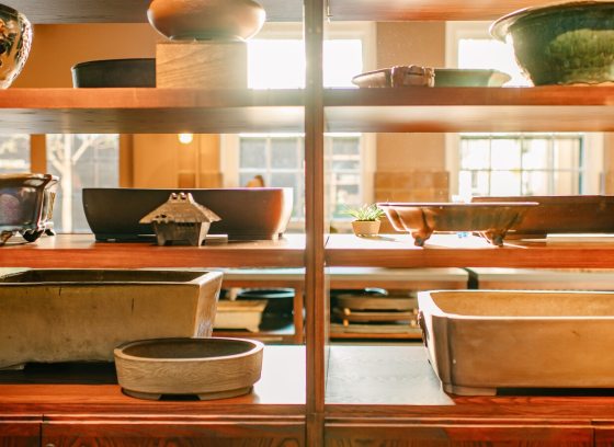 Shelves bathed in sunlight, holding bonsai pots. 