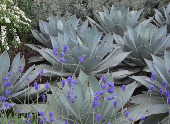 Agave with a purple tint growing in mass in a garden.