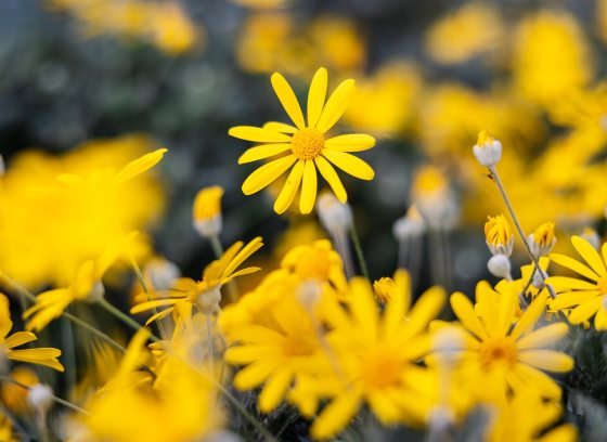A patch of bright yellow flowers blooming in a garden.