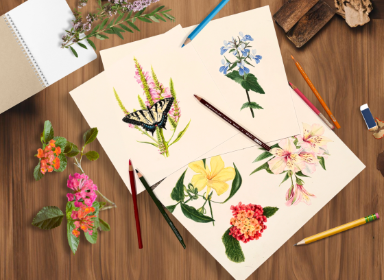 Colored pencil drawings of butterfly and flowers 