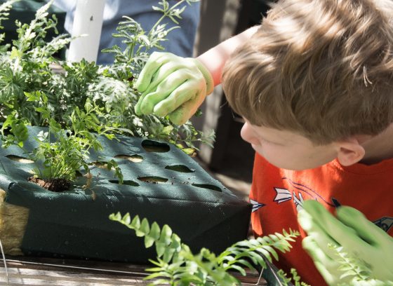 A child carefully places seedlings in a growing container.