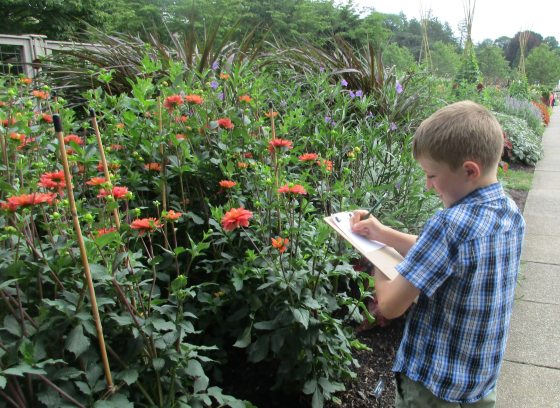 A child in a short-sleeved blue-checkered stands and sketches tall bright orange blossoms along an outdoor garden path.