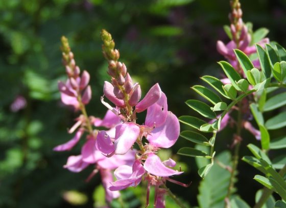 An indigo plant featuring tall purple spike-like flowers.