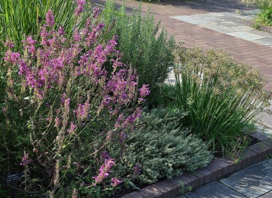 A herb garden in full bloom. 