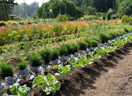 Rows of garden vegetables grow in the sunshine.