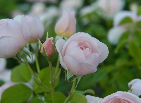 Light pink roses growing in clusters on a rose bush.