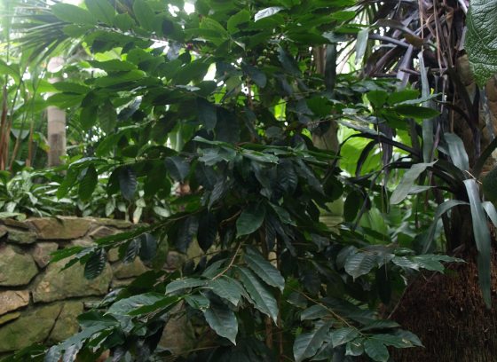 An indoor plant conservatory featuring a stone wall with a coffee plant growing throughout. 