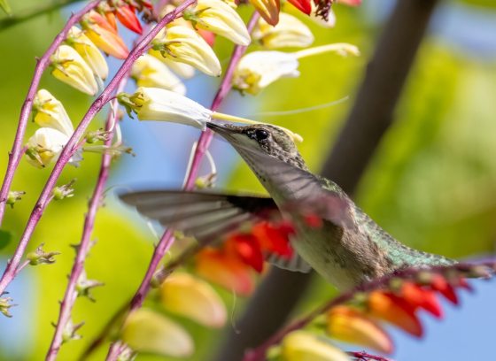 A rudy throated hummingbird feeding from a yellow flower.