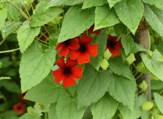 A vine featuring green foliage and a cluster of red flowers. 