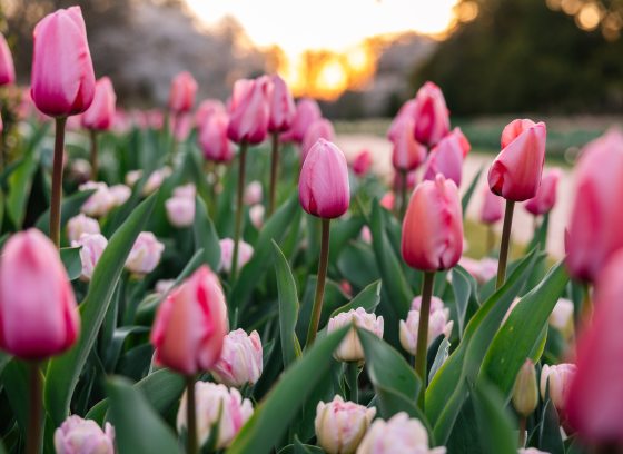 Closeup of bright pink tulips amid green leaves, with golden sun on the horizon.
