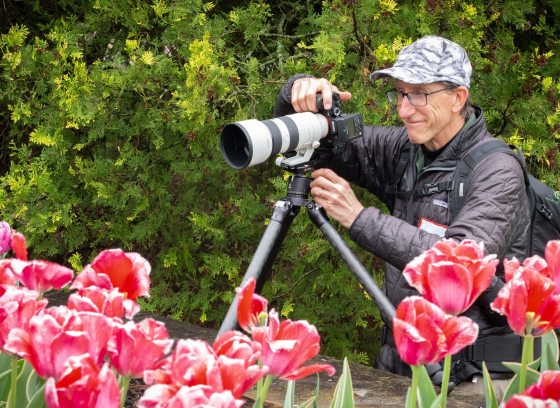 A person photographing tulips with a long lens camera on a tripod.